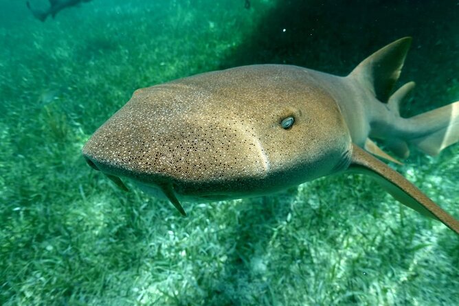 Snorkeling at Silk and Moho Caye - Additional Information