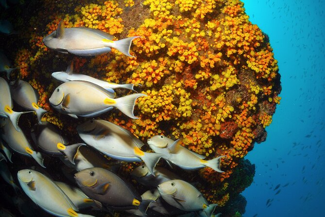Snorkeling Experience in Santa Maria Bay by Boat - Beautiful Landscapes and Beaches