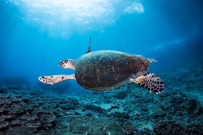 Snorkeling in Menjangan Marine Park - Discover Abundant Marine Life of Pemuteran - Half-day Excursion to Menjangan Islands