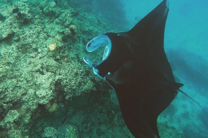 Snorkeling In Nusa Penida Departing From Bali Island,Snorkeling in Blue Paradise - Tour Highlights and Recommendations
