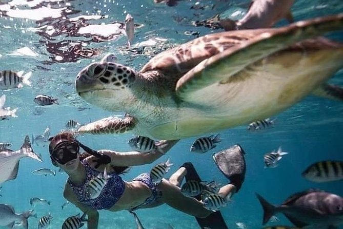 Snorkeling Tour In Gili Trawangan, Gili Meno And Gili Air Pick Up From Bali - Speedboat Transfer