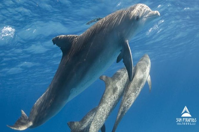 Snorkeling Trip At Satayh Dolphin Reef - Choosing the Right Snorkeling Gear