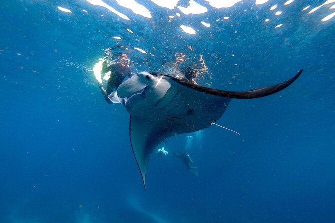 Snorkeling With Manta Rays in Nusa Penida Experience (All-Inclusive) - Unforgettable Marine Life Encounters