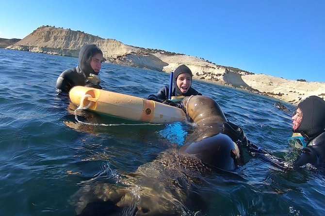Snorkeling With Sea Lions by Madryn Buceo - Meeting and Pickup Information