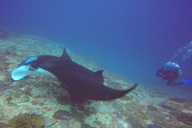 Snorkelling in Nusa Penida - Manta Point - Overview