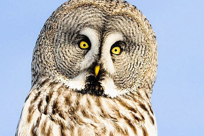 Snowshoe Trip for Searching Arctic Animals - Snowshoeing Experience in Rovaniemi