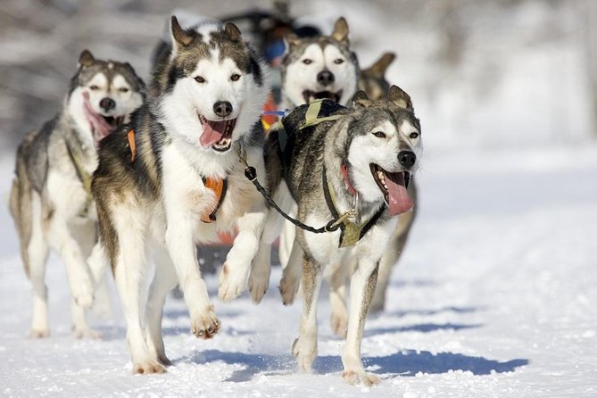 Snowy Trails 10km Husky Safari From Rovaniemi - Pickup and Transportation