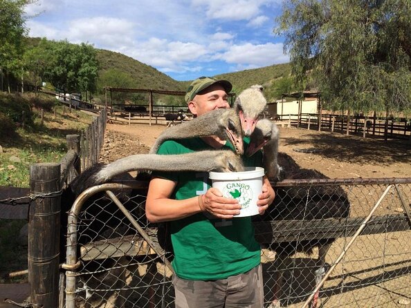 South African Bush Safari in Oudtshoorn  - Western Cape - Meeting and Pickup