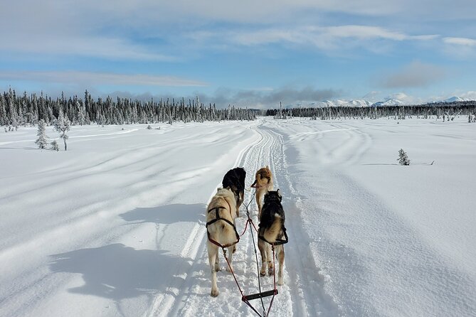 South Anchorage Turnagain Pass Spring Dog Sledding - Meeting and Pickup Details