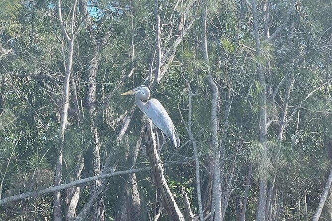 Space Coast Manatee & Coastal Wildlife Kayak Tour - Inclusions