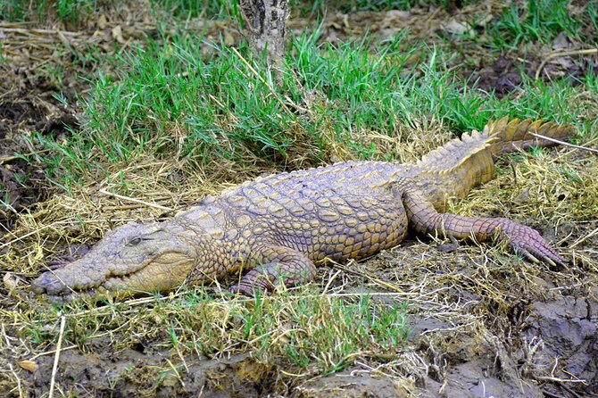 St Lucia Estuary Safari & Emdoneni Wild Cat Project Day Tour From Durban - Pickup Details