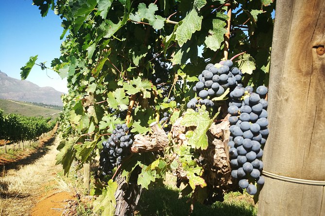 Stellenbosch Vineyard Walk & Wine Tasting - Wine Tasting and Cellar Tour