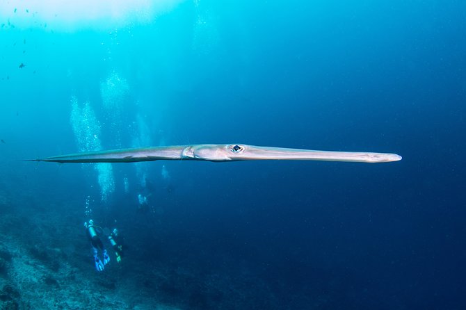 Sun Fish/ Mola Mola Nusa Penida Scuba Diving Trip - Diving Equipment and Safety Briefing