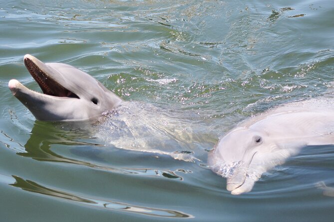 Sunset Dolphin/Bird Watching On A Private Guided Savannah Cruise - Pricing and Booking Information