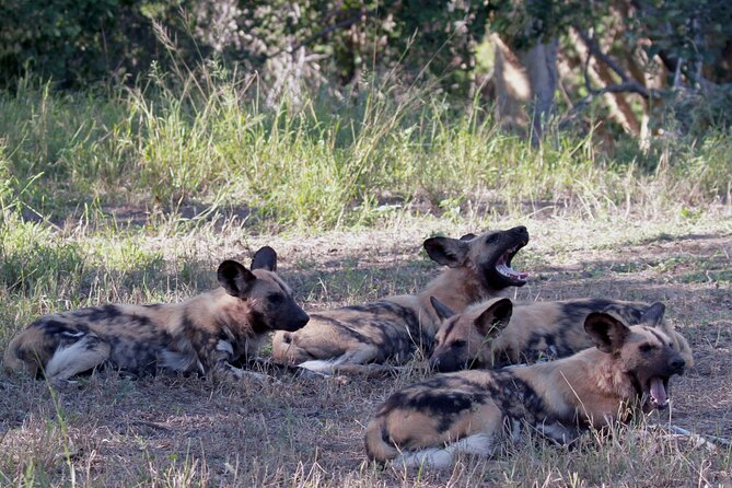 Sunset Game Drive Safari Near Hoedspruit - Additional Information