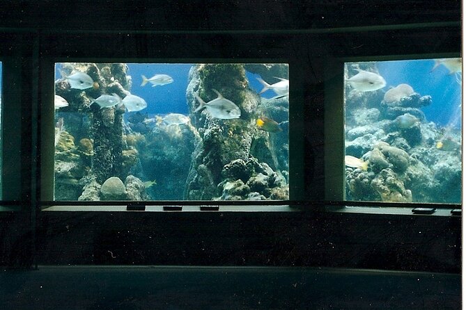 Sunset Guided Tour of Coral World Ocean Park & Happy Hour - Coral World Ocean Park Highlights