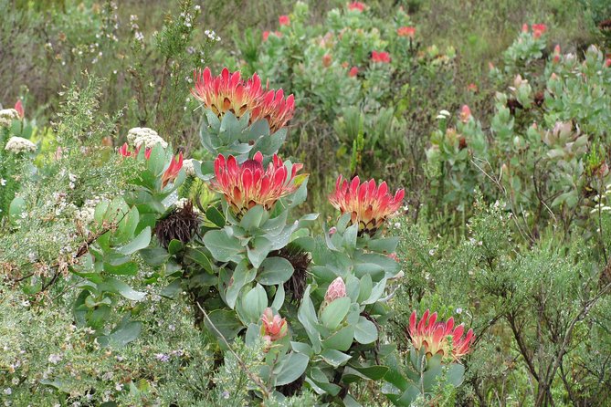 Swartberg Mountain Circular ALL Inclusive PRIVATE Day Tour - Traveler Reviews