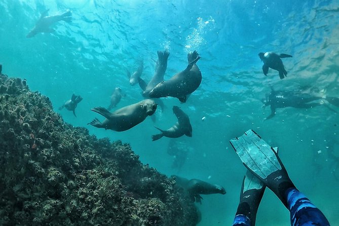 Swim With Seals - Overview of the Experience