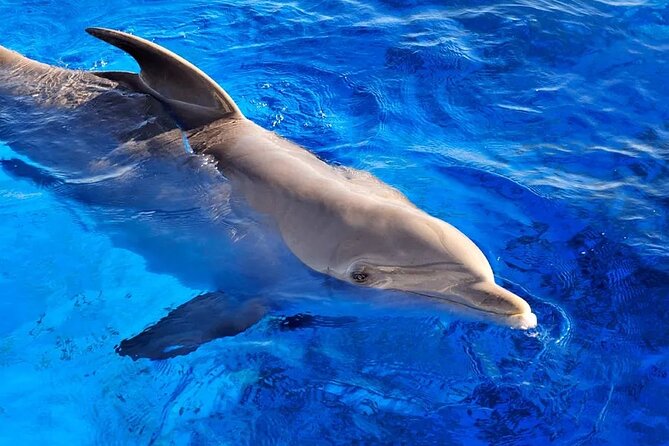 Swimming With Dolphins in Sharm - Booking Details