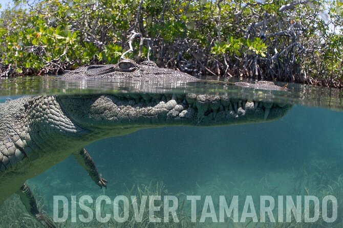 Tamarindo Estuary Tour - Wildlife Encounters