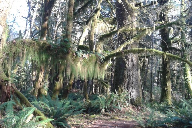 Temperate Rainforest Olympic National Park - Reviews