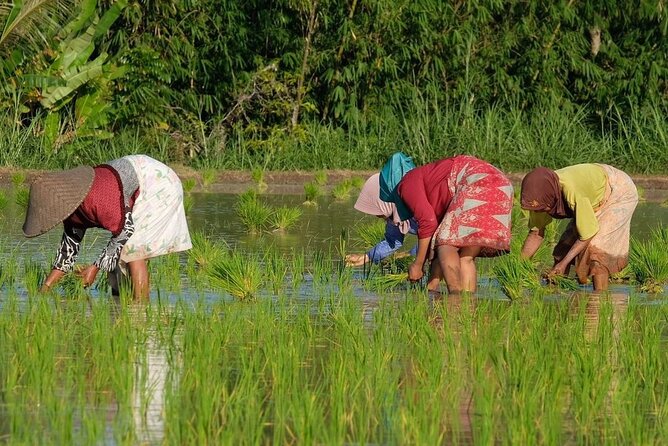 Tetebatu Cycling Tour Rice Terraces, Waterfall, And Monkey Forest - Cycling Route