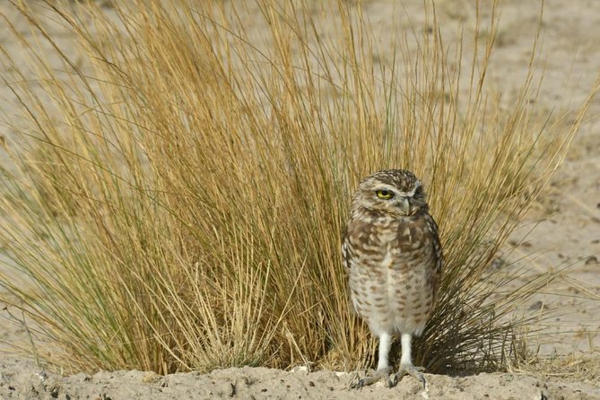 The Best of Peninsula Valdés in One Day - Exploring the Wildlife of Peninsula Valdés