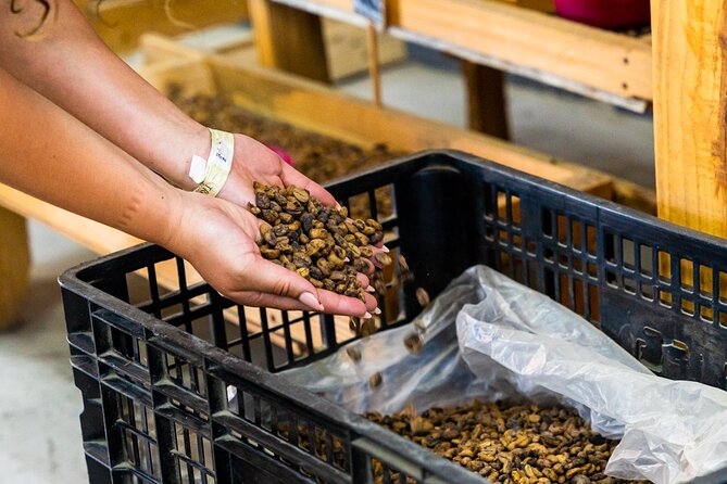 The Coffee Experience - Selecting the Perfect Coffee Beans