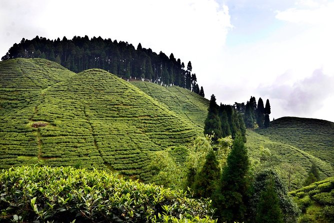 The Land Mark Tour (Nautical Day Darjeeling to Mirik Crusade) - Transportation Details