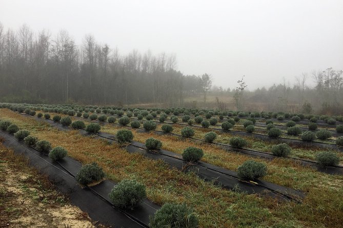 The Olive Grove Tour - Booking Information