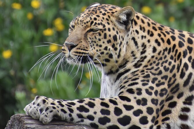 The Private Wildlife Tour - Tour Details