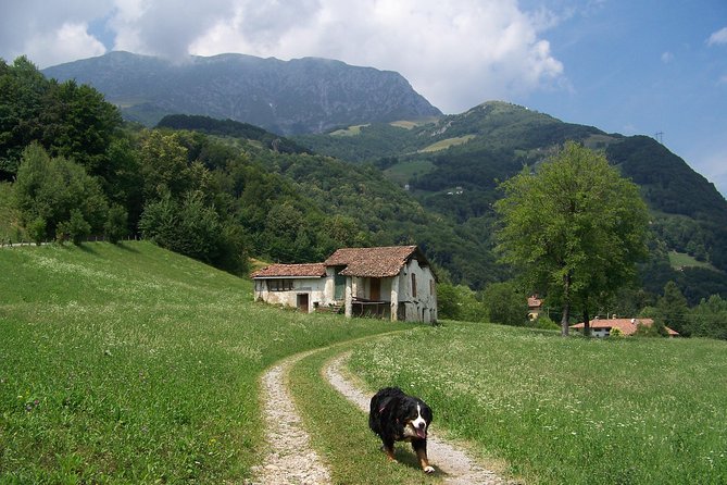 The Secret Wisdom and Taste of Wild Plants in the Grigna Park on Lake Como - Culinary Delights of Lake Como