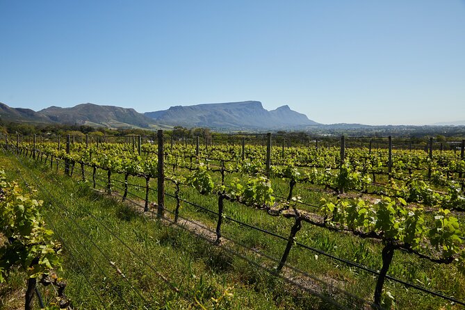 Top 3 Cape Town Wineries Half Day Private Tour - The Sum Up