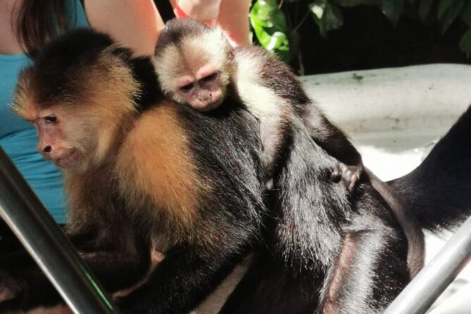 Top Monkey Island Private Tour - Tour Preparation and Policies