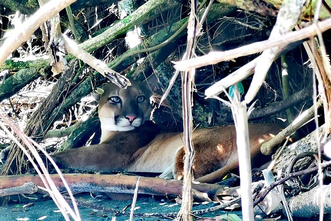 Tour to the Sirena Ranger Station in Corcovado - Tour Highlights