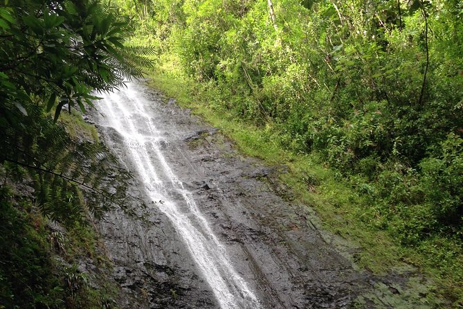 Tropical Adventure Package - Manoa Falls Trail Excursion