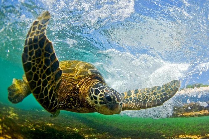 Turtle Bay at the North Shore: Explore a Real Hawaiian Experience - Activities and Attractions