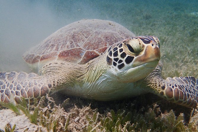 Turtle Beach Power Snorkeling Adventure Pickup Excluded - Participant Requirements