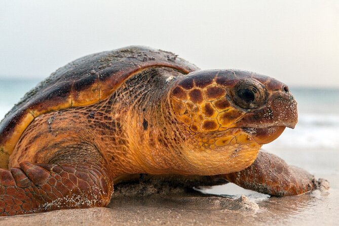 Turtle Experience in Cape Verde - Types of Turtles Found in Cape Verde