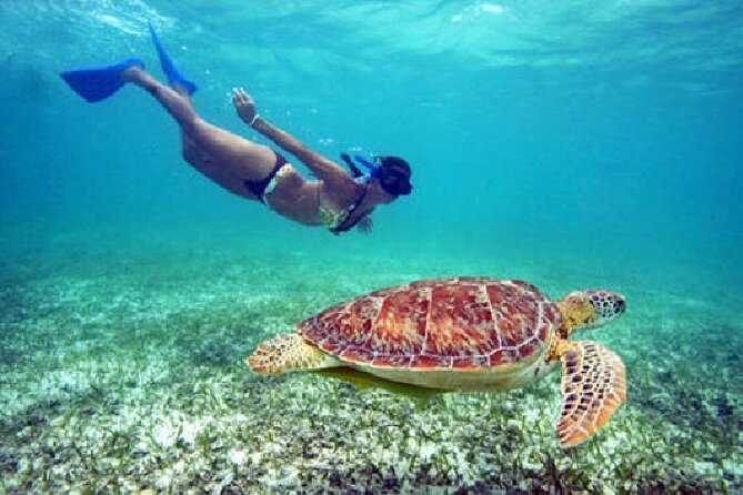 Turtle Snorkel Sail on Buck Island From Frenchmans Reef - Accessibility and Participation