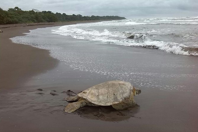 Turtle Tour in Costa Ricas Tortuguero National Park (Feb ) - Essential Attire and Guidelines