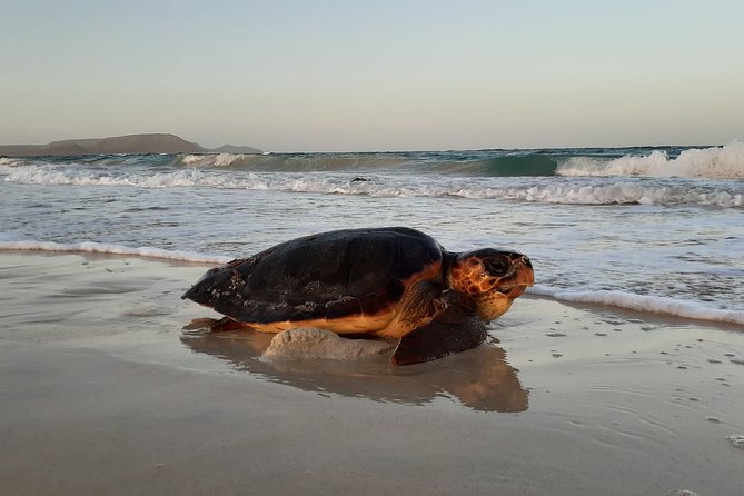 Turtle Watching Tour at Cape Verde  - Santa Maria - Traveler Photos