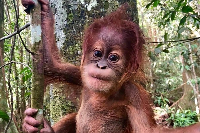 Two Days Orangutans Adventure in Gunung Leuser - Essential Information