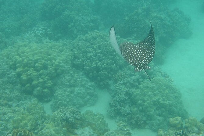Two Stop Snorkel and Shipwreck From Dockyard - Traveler Photos and Reviews