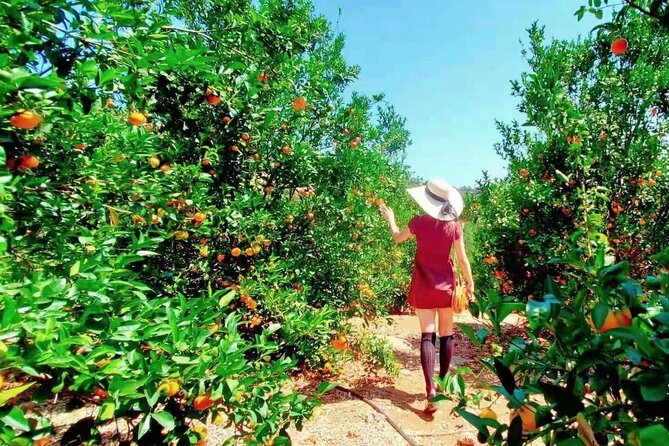 U-Pick - Tangerine and Lemon Picking at Sunmist Tangerine Farm - Picking Experience Details