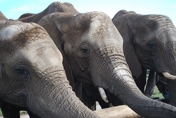 Ultimate Elephant Sanctuary Tour - Viator Help Center for Tour Assistance