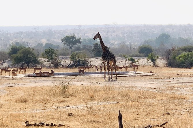 Ultimate Safari to Pilanesberg National Park From Johannesburg - Best Time to Visit