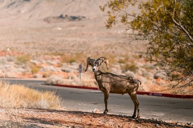 Valley of Fire Scenic and Lost City Museum Tour in Las Vegas - Cancellation Policy