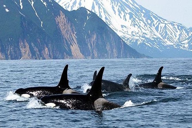 Vancouver Whale Watching Adventure With City Tour - Cancellation Policy