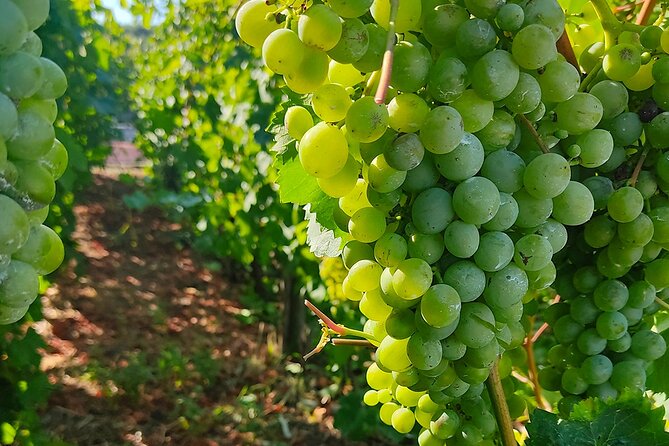Vesuvius Wine Tasting With Company Tour - Wine Tasting Experience